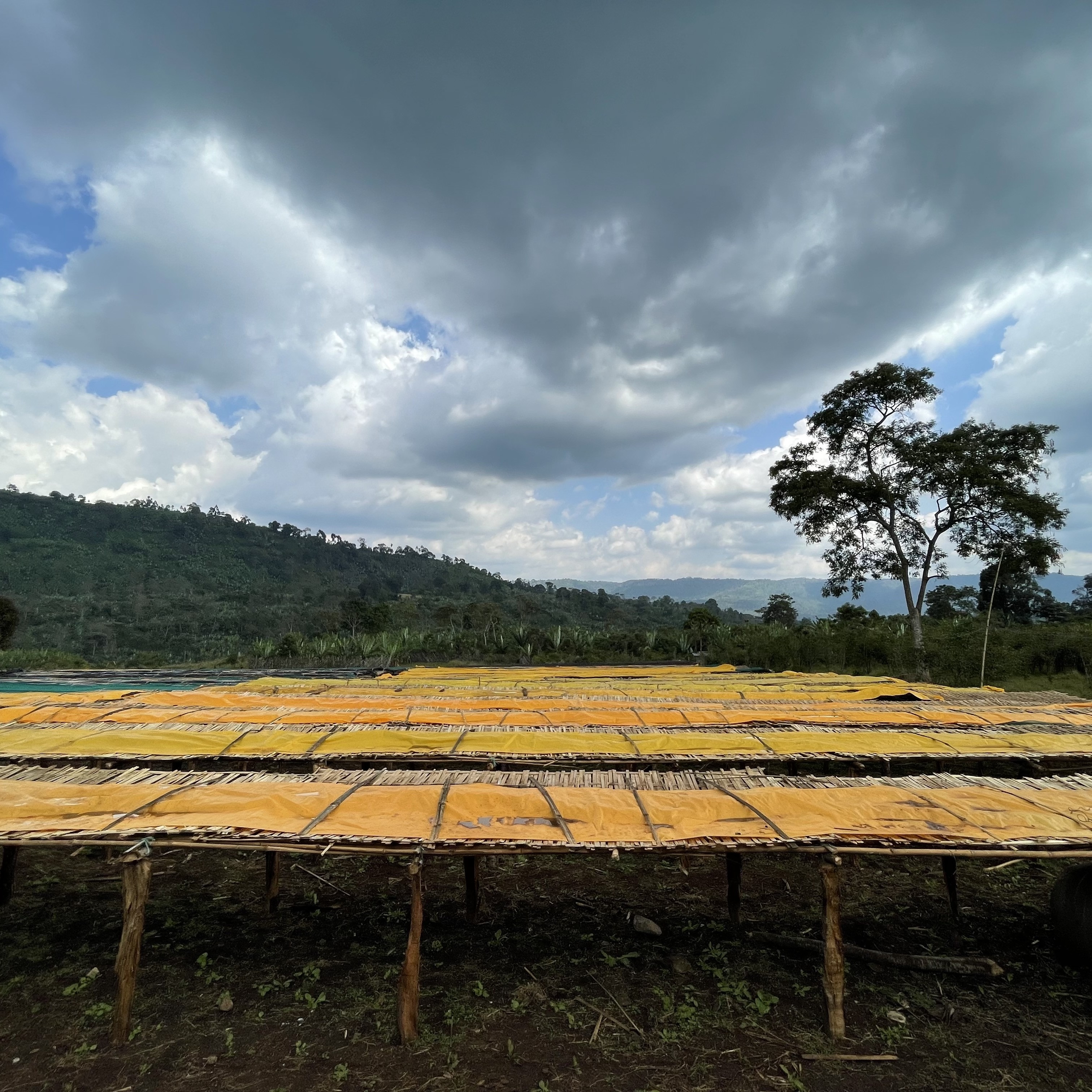 Ethiopia Dula Mazoria Anaerobic Natural(24/25年クロップ) | ORIGIN
